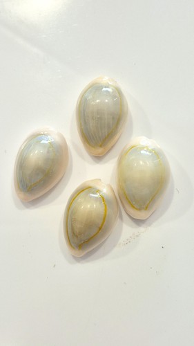 Ciprea annulus stunning set - ciprea,