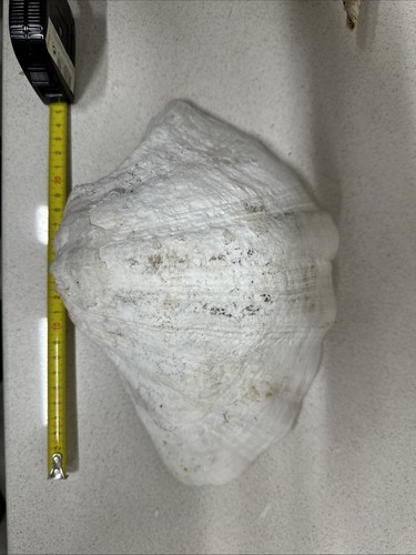 Conchiglia tridacna maxima - tridacna,