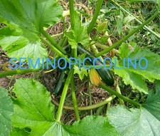 25 Semi Zucchina Verde