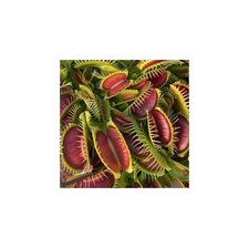 3x Dionaea muscipula fine
