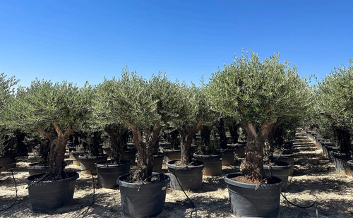 Ulivo olivo olea - olivo,