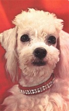 Cartolina Cane "Popukar