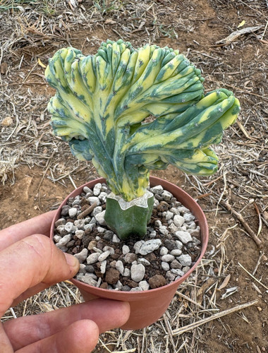 Myrtillocactus geometrizans - myrtillocactus,