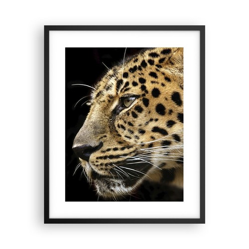 Poster 40x50cm animali - poster,