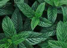 100 SEMI DI MENTA PIPERITA "SPEDIZIONE GRATUITA "