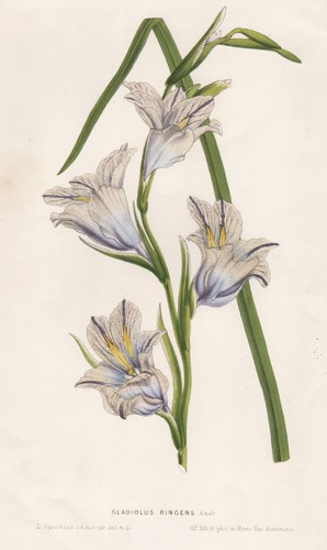 Gladiolo ringens spada - gladiolo,