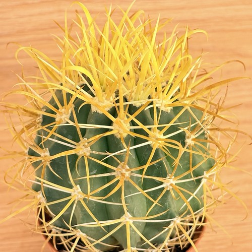 Ferocactus chrysacanthus - ,