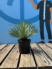 Palma - Yucca Rostrata -