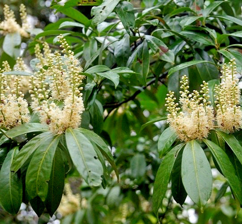Prunus laurocerasus herbergii - prunus,