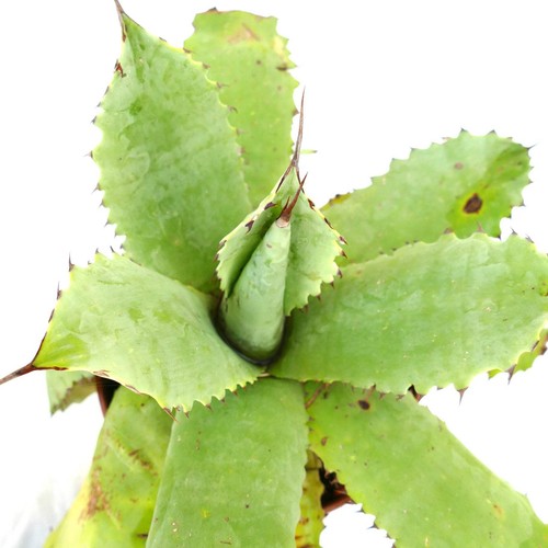 Agave salomoni ovatifolia - salomoni, x