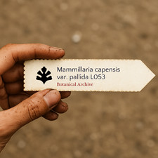 Mammillaria capensis var