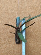 Neoregelia ampullacea var