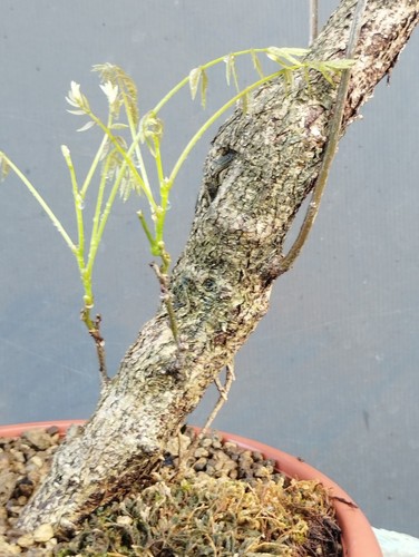 Bonsai glicine 47x10cm in - glicine,