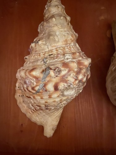 Conchiglie collezione - da,