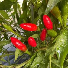 20 semi di PEPERONCINO