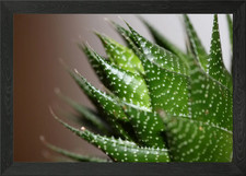 Aloe aristata sfondo
