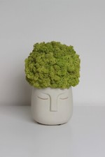  Vaso con muschio stabilizzato. Vaso Testa Verde