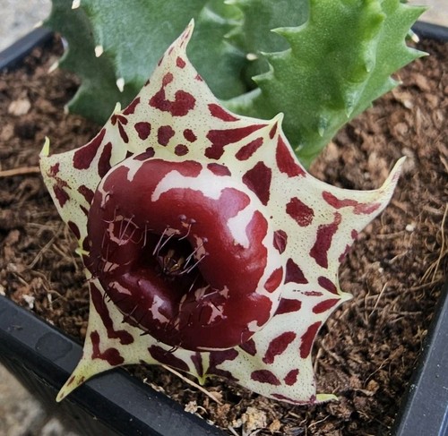 Huernia plowesii stapelia - huernia,