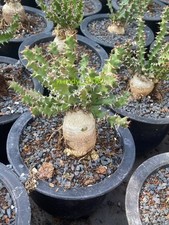 Rara Pianta Succulenta