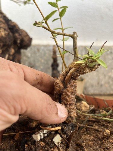 Bonsai phillirea mame - phillirea...,