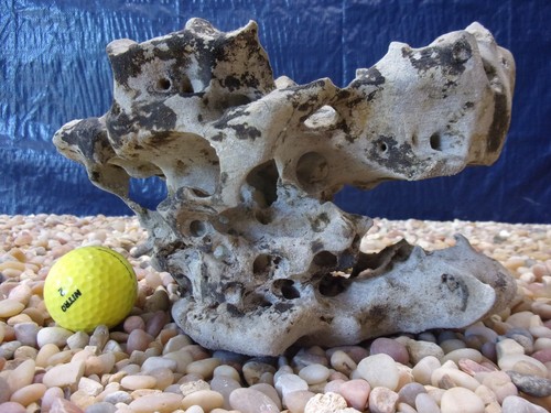 Texas holey rock - texas/tn,