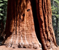 Sequoiadendron sempervirens |