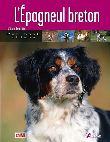 épagneul breton - (0),
