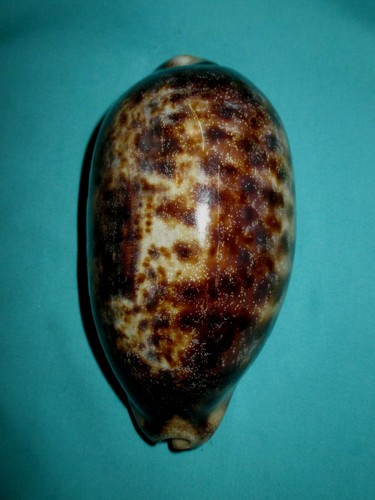 Grande cypraea testudinaria - cypraea,