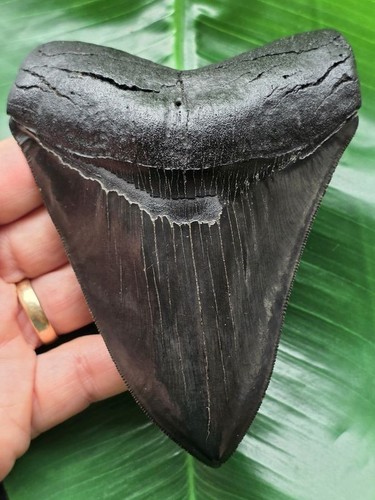 Dente affilato nero - 12,1, cm