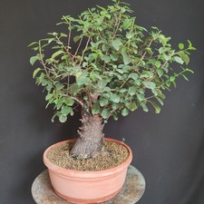 PRE BONSAI ESEMPLARE DI PRUNUS MAHALEB