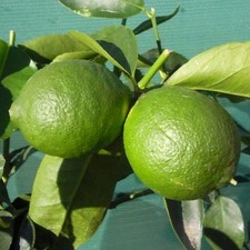 PIANTA LIMONE DI TAHITI o LIME DEI CARAIBI (foto reali)