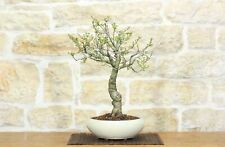 Bonsai di Ciliegio Selvatico