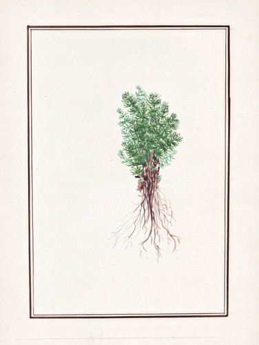 Timo erbe botanica acquerello - timo,