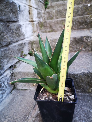 Agave gilbey - agave,