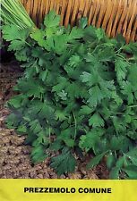 700 SEMI DI PREZZEMOLO COMUNE-