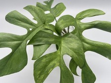 Monstera Minima Mint Variegata