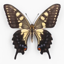 Papilio Machaon Ippocrate
