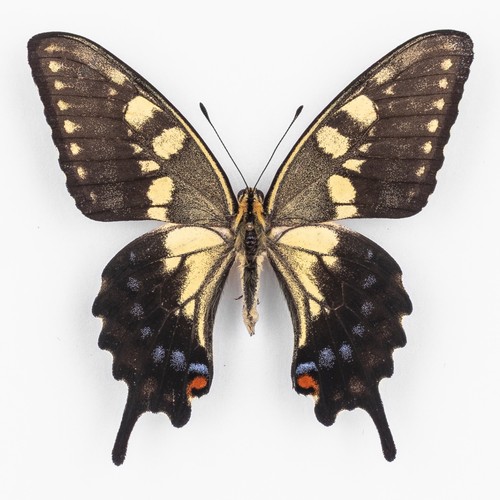 Papilio machaon ippocrate - machaon,