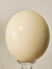 Guscio d'uovo di struzzo vuoto