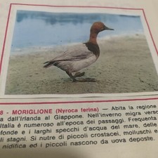 FIGURINA N. 228 ANIMALI ED