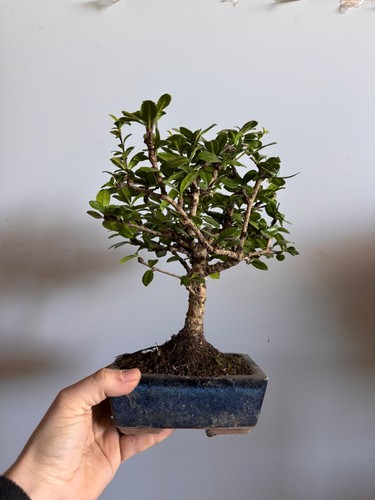 Bonsai carmona - bonsai,