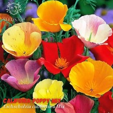 1000 Semi Papavero della