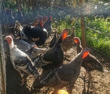 Uova fertili tacchino leggero