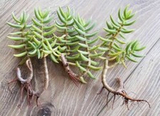 3 Piantine Grasse  Crassula Tetragona (foto web) - Piante Succulente