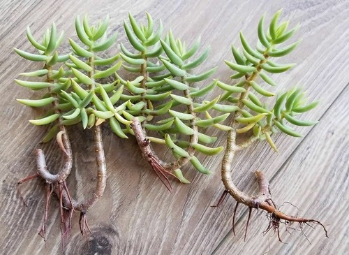 Piantine grasse crassula - piantine,