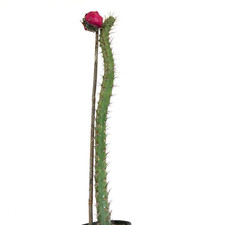 Rathbunia sonorensis CZ85 - CZ85 - no variegated cereus copiapoa