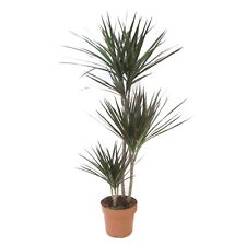 Dracaena Marginata Magenta -