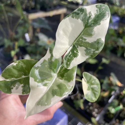 Alocasia macrorrhiza albo - alocasia,