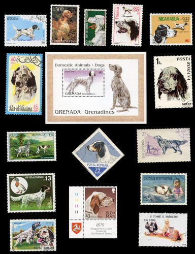 English setter gun dog - english,