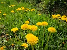 4000 semi tarassaco Taraxacum officinale commestibile alveare nettare fiori ape